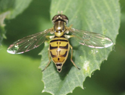 Photograph of adult hoverfly. 